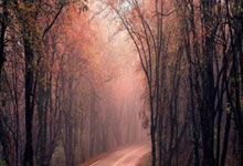 爱游戏在线-猛龙队禁区控制游刃有余，锁定胜利之路