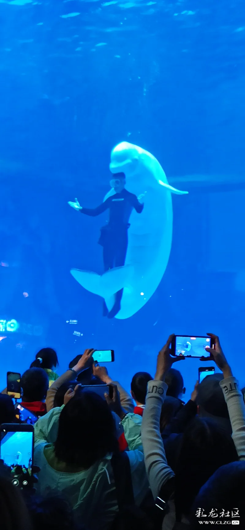 阿根廷足球女将在本地举办展览赛事，邀请社区观赏的简单介绍