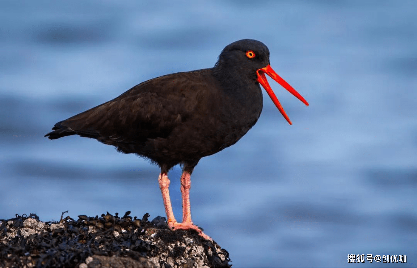 包含布莱顿重新崭露头角,挑战传统豪强势如破竹的词条 包含布莱顿重新崭露头角,挑战传统豪强势如破竹的词条