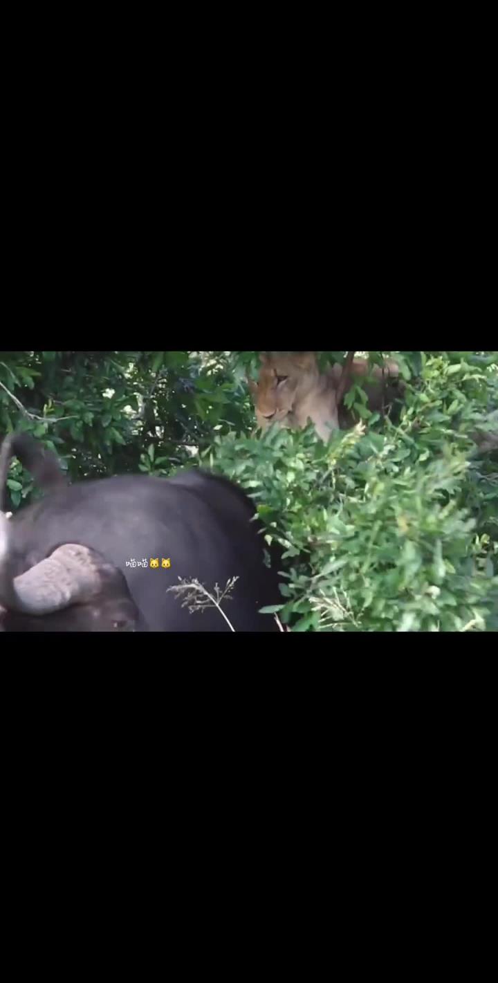 惊险对决展露锋芒，古巴选手夺冠广受赞誉